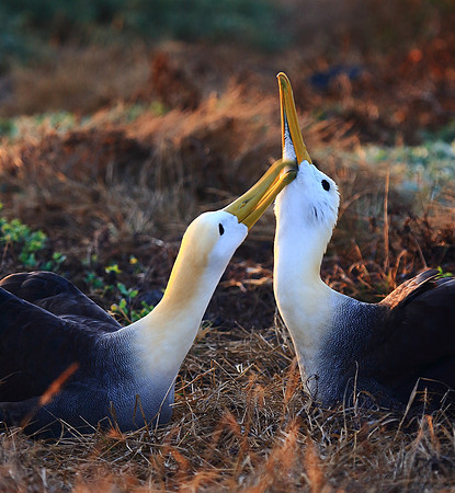 Waved albatrods in Galapagos