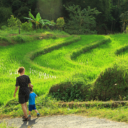 Rice fields of Bali