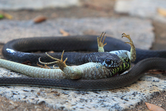 Battle between snake and lizard