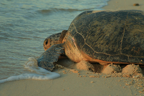 Green turtle heading for the sea after a long night of egg laying