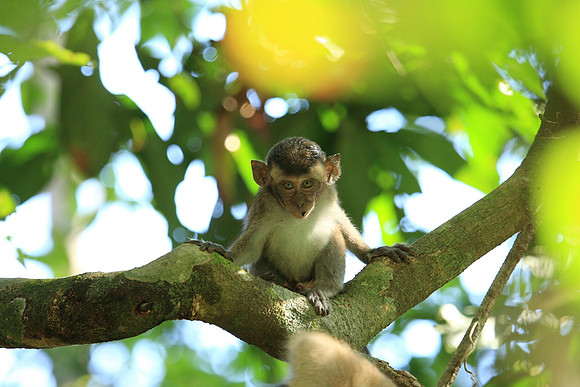 Long-tailed Macaque unge