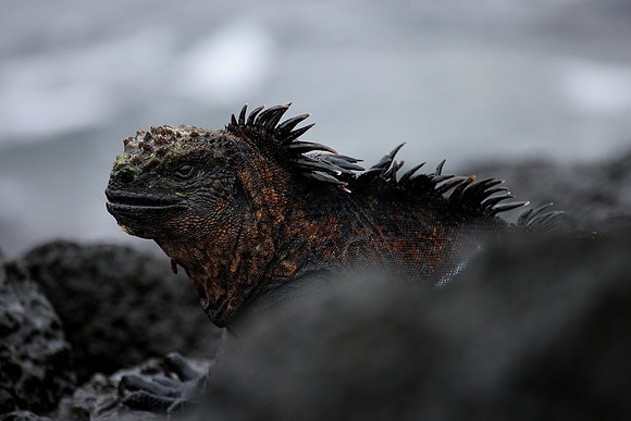 Marine Iguana (Amblyrhynchus cristatus) in Galpagos
